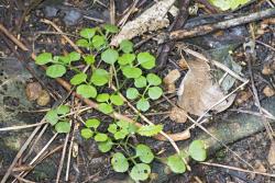 Cardamine chlorina. Plant with rosette leaves.
 Image: P.B. Heenan © Landcare Research 2019 CC BY 3.0 NZ